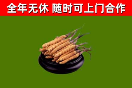 张湾区回收散虫草