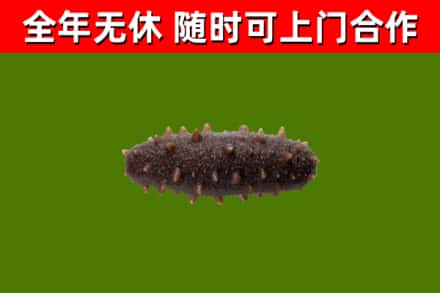 张湾区回收海参干